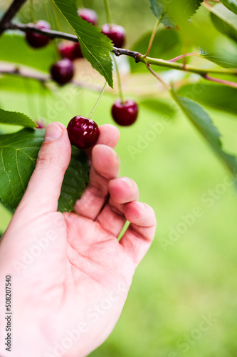 Caucasian male's hand picking Red ripe cherries hanging from cherry tree branch on overcast day