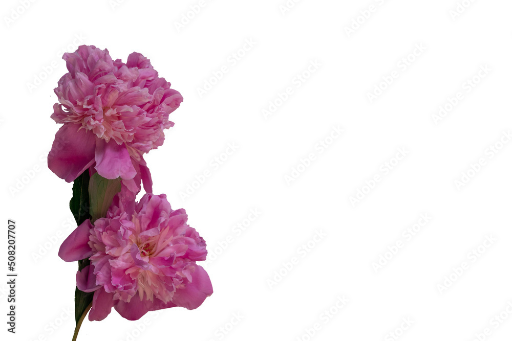 Blooming pink peonies on a white background background.Isolate Blooming pink peonies on a white background background.Isolate