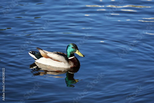 Mallard duck swimming on a lake in summer park. Male duck with reflection in blue water