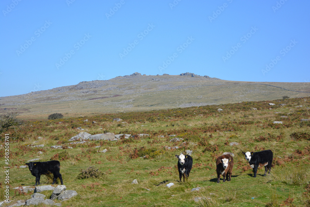 Cattle grazing in Dartmoor National Park, Devon Cattle grazing in Dartmoor National Park, Devon