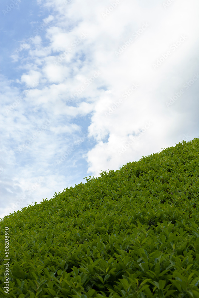 a calm scene, a beautiful, green-saturated hill against the sky with clouds passing by. Summer landscape