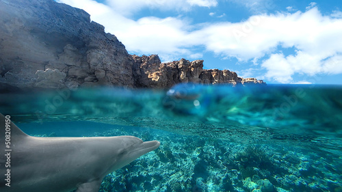 Photographie bottlenose dolphin and coral reef, split
