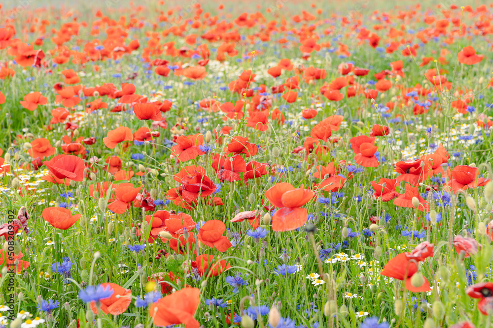 Obraz premium Mohnblumen