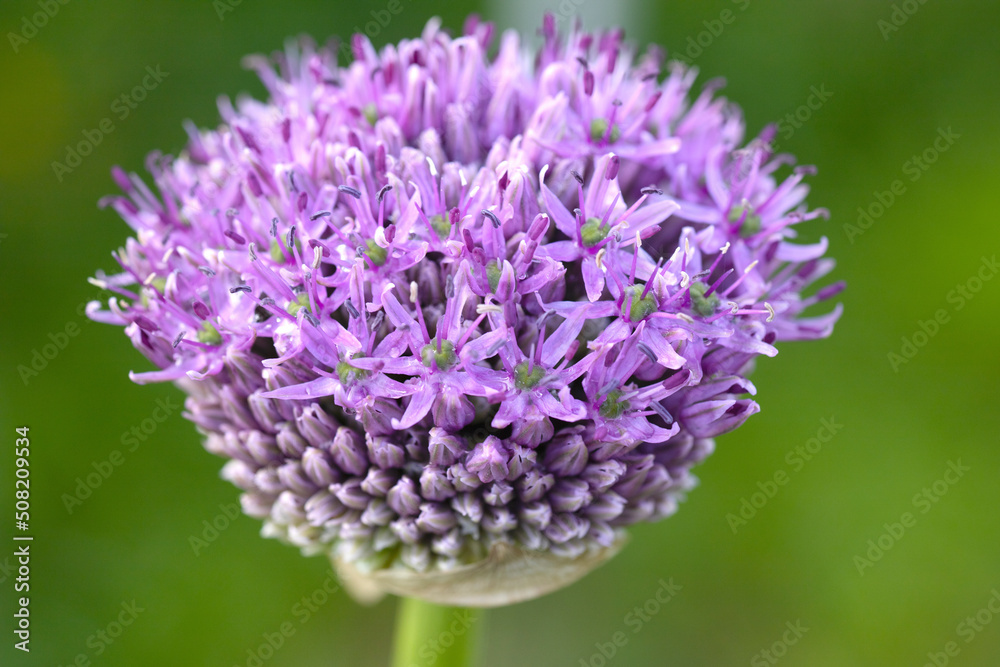 Allium. Large bud of decorative onion. Blossoming allium. Beautiful flower to decorate the garden and flower beds. Macro photo of a flower. Allium. Large bud of decorative onion. Blossoming allium. Beautiful flower to decorate the garden and flower beds. Macro photo of a flower.