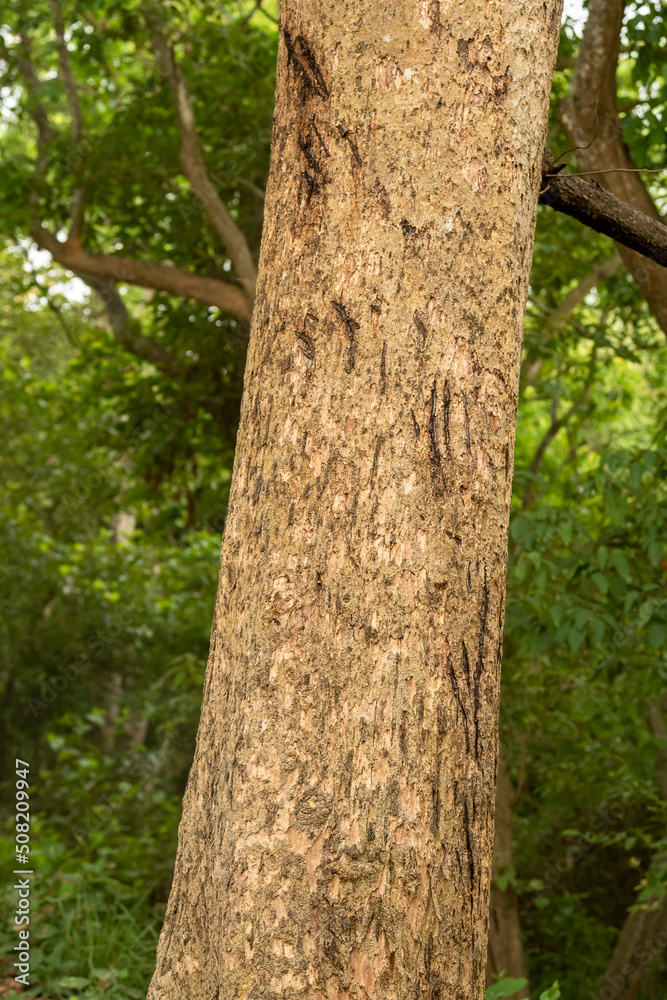 Wild bengal Tiger Claw Marks on a tree to sharpen and clean their claws and showing their size and warning to other tigers in territory or area in wild safari at forest of central india asia