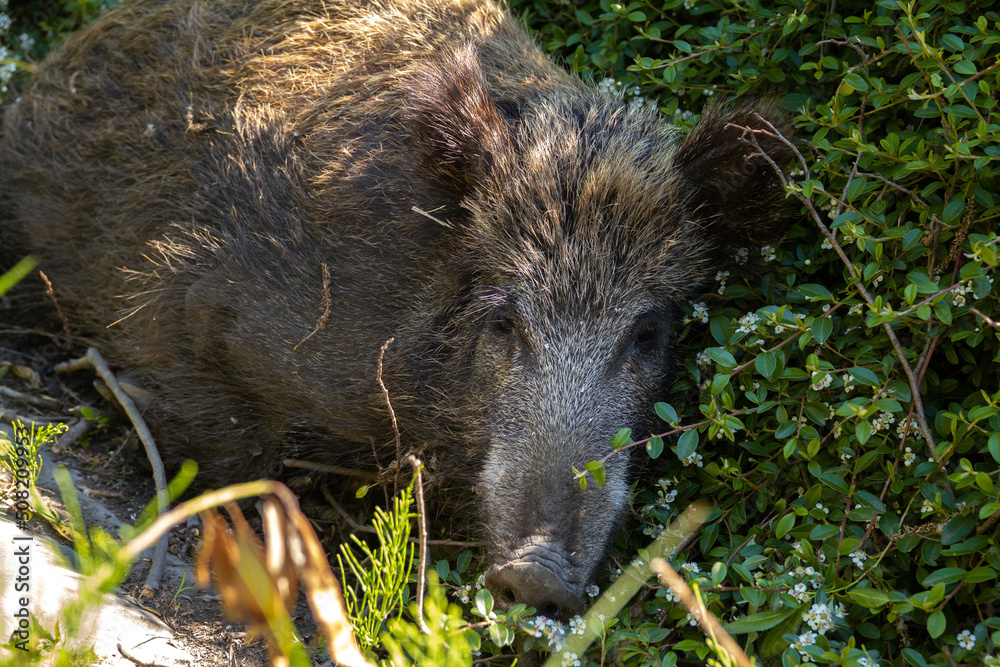 Wild boar sleeping in a bush. Wild swine or pig. Wild boar sleeping in a bush. Wild swine or pig.