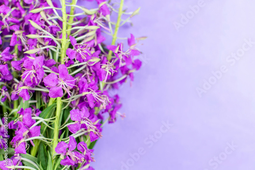 A bouquet of healing ivan-tea on a purple  blue  background. Space for the text. Flowers and leaves of the epilobium plant. Herbal medicine  infusion  decoction  tea from kipreya  ivan-herb .
