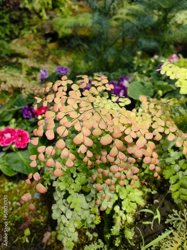 Leaves of Maidenhair Fern  Green Backgroung