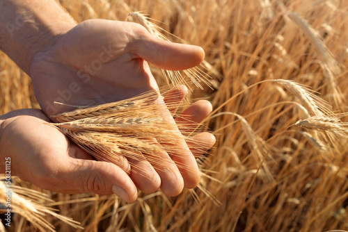 Photos ripe ears of wheat in hands, grain harvest