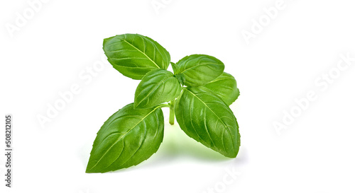 Fresh basil leaf isolated on white background, close up. Basil herb.