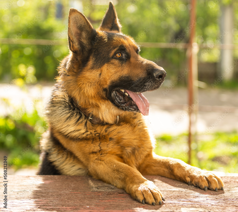 Beautiful german shepherd dog, smart and easy to train