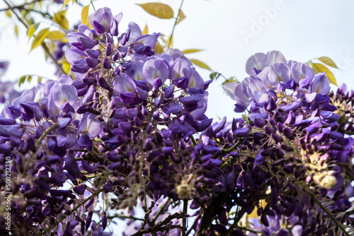 Wisteria purple flowers. flowers are blooming in sunset garden. Beautiful wisteria trellis blossom in spring.