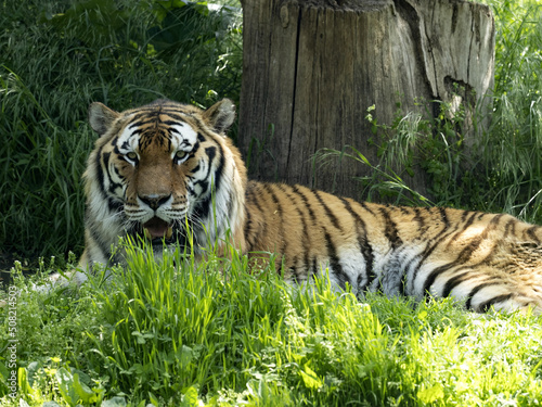 The large male Amur Tiger  Panthera tigris altaica  is resting in the grass.