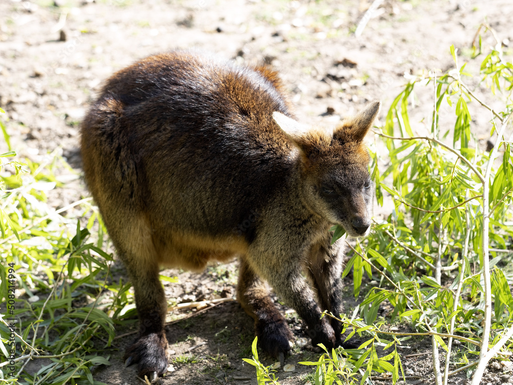 The Wallaby Swamp, Wallabia bicolor, stands in sparse green grass. The Wallaby Swamp, Wallabia bicolor, stands in sparse green grass.
