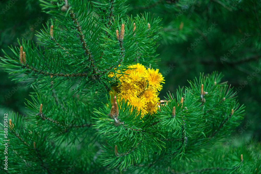 yellow dandelion flower. The field flower is a cross-shaped dandelion. a flower opens. macro. close-up. green glade. grass. yellow dandelion flower. The field flower is a cross-shaped dandelion. a flower opens. macro. close-up. green glade. grass.