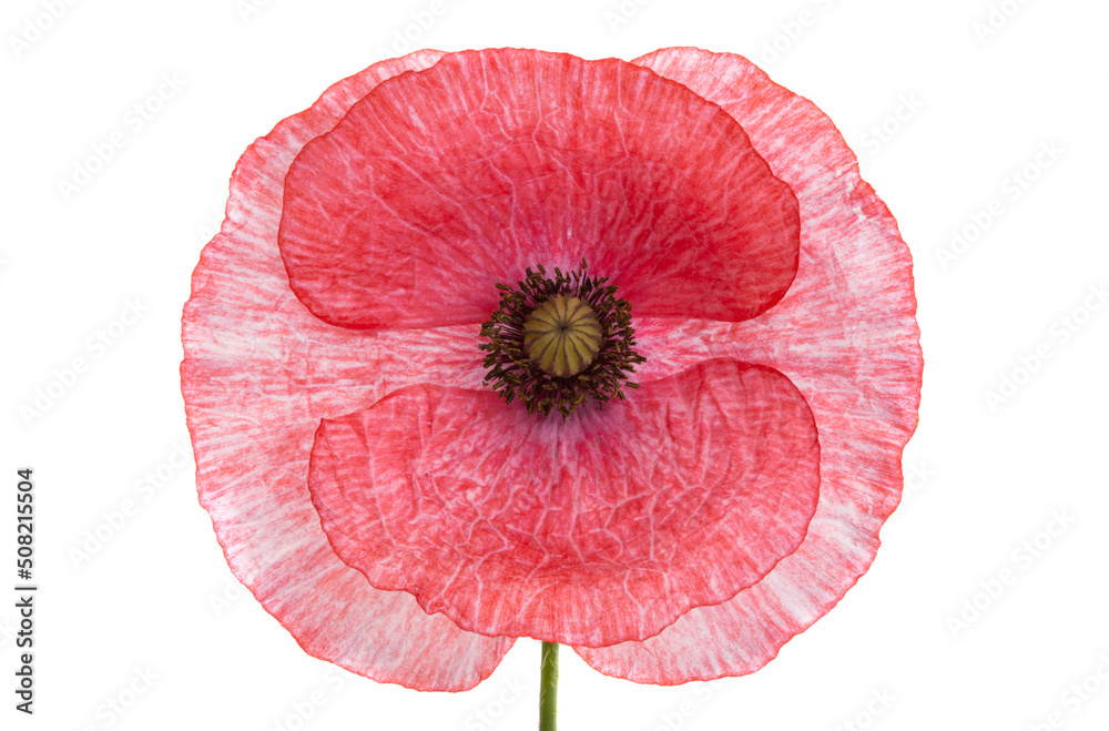 red poppy flower isolated red poppy flower isolated