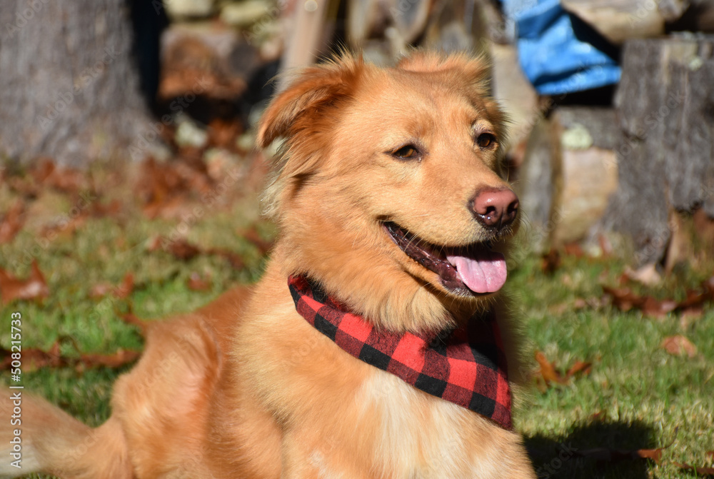 Happy Duck Tolling Retriver Dog Laying in Grass Happy Duck Tolling Retriver Dog Laying in Grass