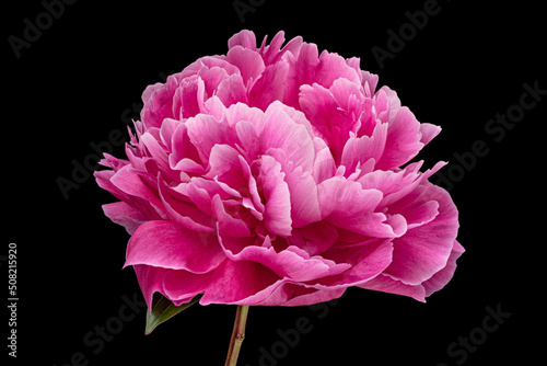 Blooming red Peony flower isolated on black background. Beautiful big pink flower  close-up.
