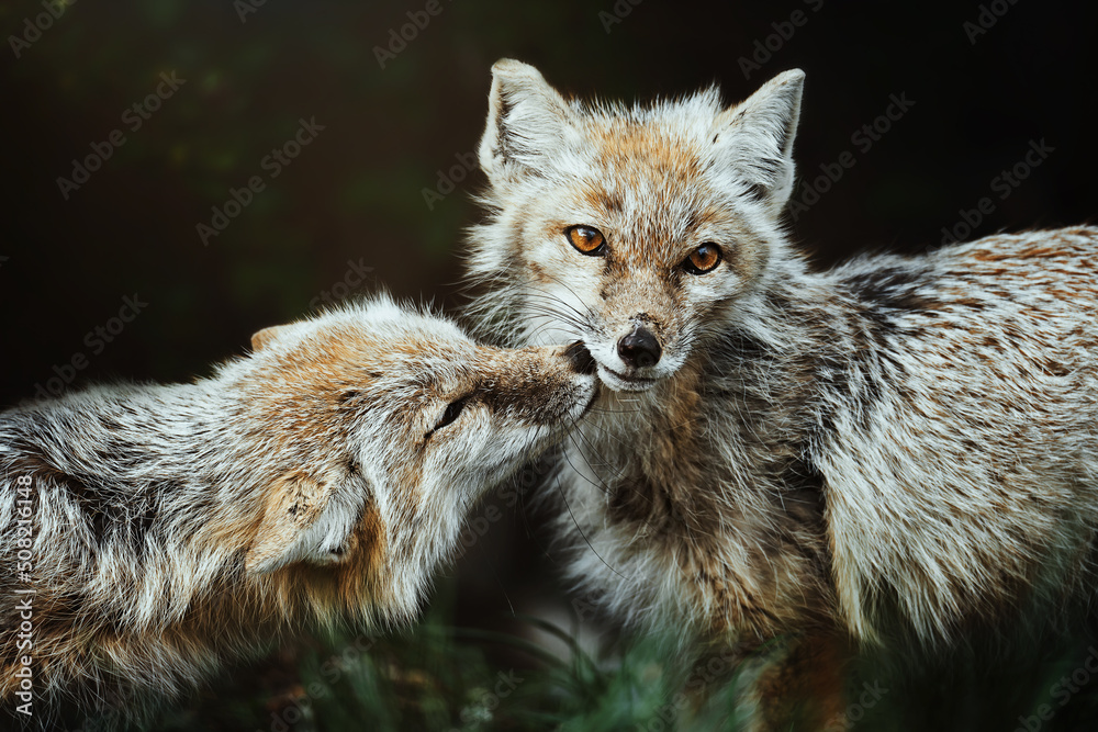 Corsac Fox (Vulpes corsac) in the forest
