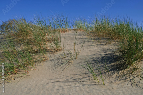 Fototapeta Naklejka Na Ścianę i Meble -  Sand dunes on the shore of the Baltic Sea. Marram grass (beach grass) growing in the sand. Landscape with beach sea view, sand dune and grass.