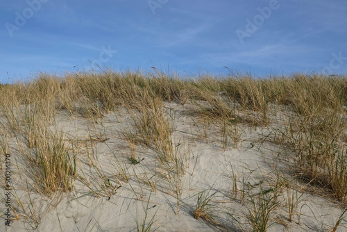 Sand dunes on the shore of the Baltic Sea. Marram grass  beach grass  growing in the sand. Landscape with beach sea view  sand dune and grass.