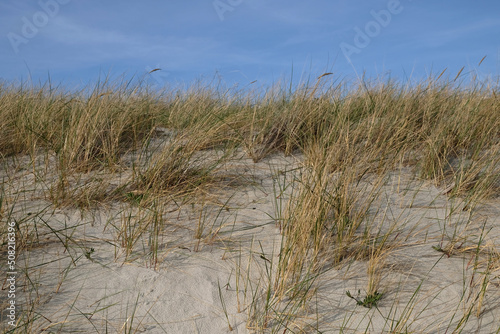 Sand dunes on the shore of the Baltic Sea. Marram grass  beach grass  growing in the sand. Landscape with beach sea view  sand dune and grass.
