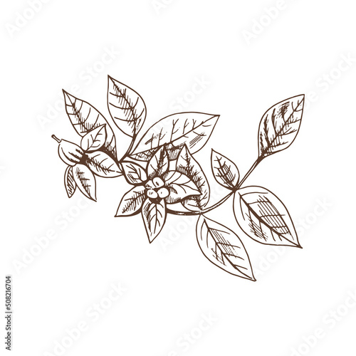 Hand drawn sketch of potato flowers. Eco food vintage vector illustration. Sketch illustration for print, web, mobile and infographics isolated on white background.