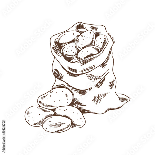 Hand drawn sketch style set illustration of ripe potatoes. Eco food vintage vector illustration