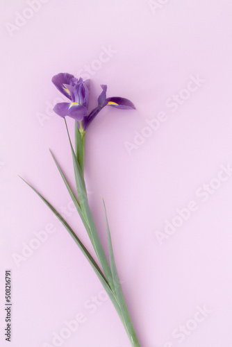 Purple iris flower on pastel pink purple background