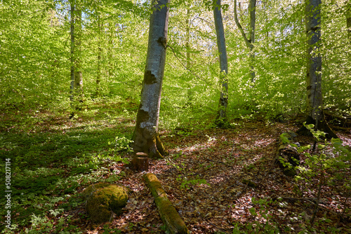 Panoramic view of the green beech forest. Sunlight through the young and mighty tree trunks. Environmental conservation, ecology, pure nature, eco tourism. Idyllic landscape. Spring, early summer photo