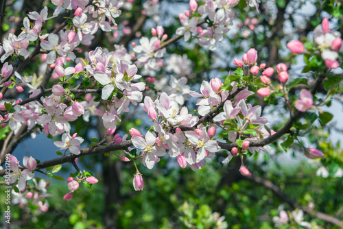 Beautiful spring cherry. in pastel pink and white tones. Sakura. Small depth of field. Close-up of flowering branches of pink cherry, Japanese cherry tree in spring. Spring landscape of Japan.