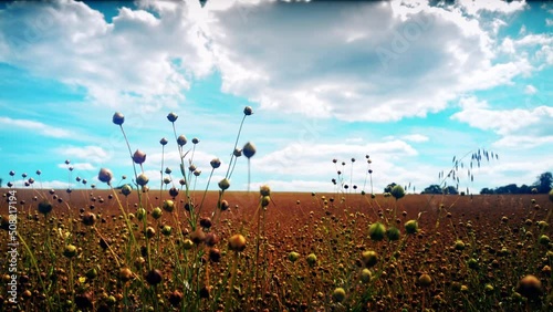 Panoramic view of flax field, 4K. Nature and agriculture background