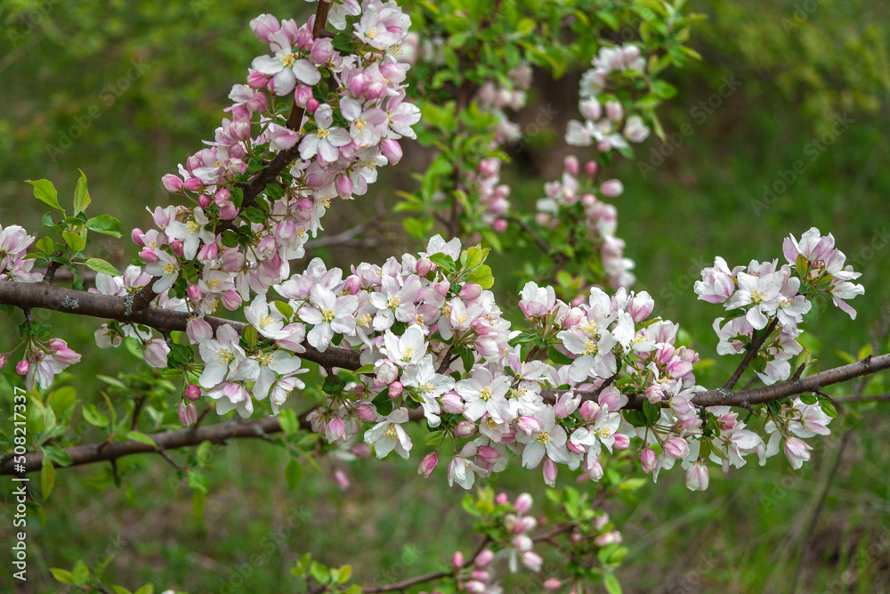 Beautiful spring cherry. in pastel pink and white tones. Sakura. Small depth of field. Close-up of flowering branches of pink cherry, Japanese cherry tree in spring. Spring landscape of Japan Beautiful spring cherry. in pastel pink and white tones. Sakura. Small depth of field. Close-up of flowering branches of pink cherry, Japanese cherry tree in spring. Spring landscape of Japan