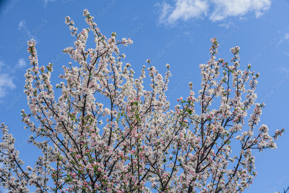 Beautiful spring cherry. in pastel pink and white tones. Sakura. Small depth of field. Close-up of flowering branches of pink cherry, Japanese cherry tree in spring. Spring landscape of Japan Beautiful spring cherry. in pastel pink and white tones. Sakura. Small depth of field. Close-up of flowering branches of pink cherry, Japanese cherry tree in spring. Spring landscape of Japan