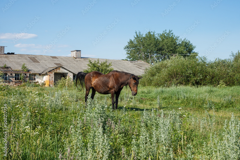 The horse is eating grass on the pasture. Summer The horse is eating grass on the pasture. Summer