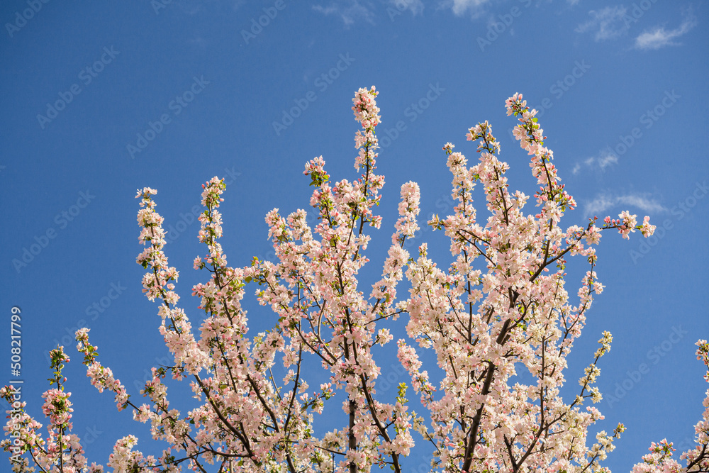 Beautiful spring cherry.in pastel pink and white tones.Sakura. Small depth of field.Close-up of flowering branches of pink cherry, Japanese cherry tree in spring. Spring landscape of Japan.	