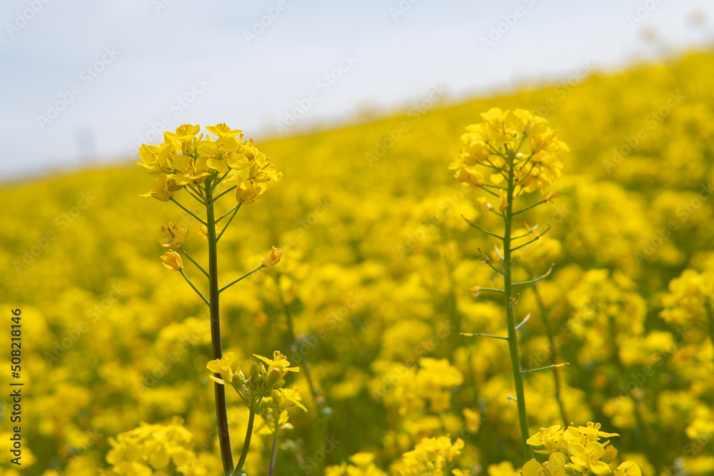 Canola rape agriculture flower