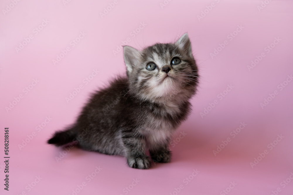 funny little kitten looking up. kitten on a pink background funny little kitten looking up. kitten on a pink background