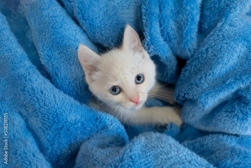cute beautiful white kitten with blue eyes. white kitten in a blue blanket