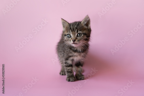 funny little kitten. kitten on a pink background