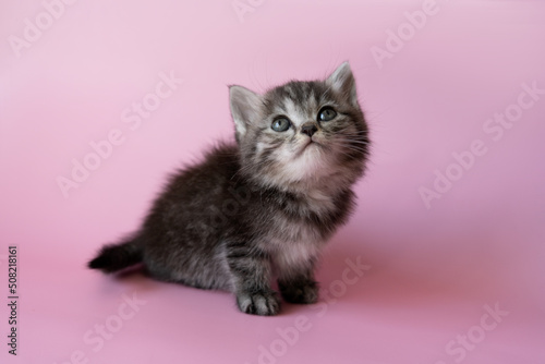 funny little kitten looking up. kitten on a pink background
