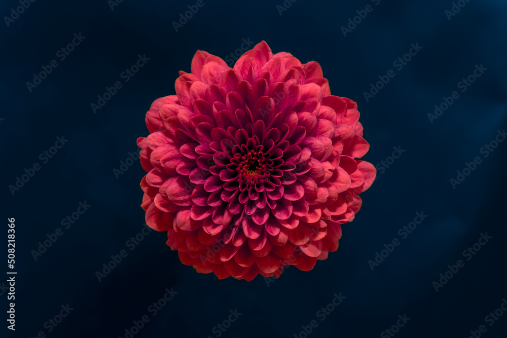 dark red flower dahlia macro isolated on black. mix colours dahlia, close-up. Black background. Nature flower artificial light. summer season flower Studio sooting. one flower dark red flower dahlia macro isolated on black. mix colours dahlia, close-up. Black background. Nature flower artificial light. summer season flower Studio sooting. one flower