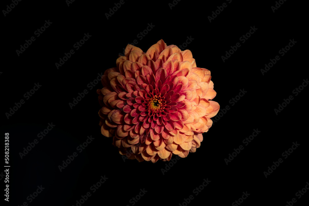 dark yellow and red flower dahlia macro isolated on black. mix colours dahlia, close-up. Black background. Nature flower artificial light. summer season flower Studio sooting. one flower dark yellow and red flower dahlia macro isolated on black. mix colours dahlia, close-up. Black background. Nature flower artificial light. summer season flower Studio sooting. one flower