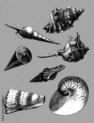 Set of seashells, different types like gastropods, bivalves, tusk shells, mollusks, cockles, clams and scallops, also murex and turbo shaped shells and nautilus shells.. 