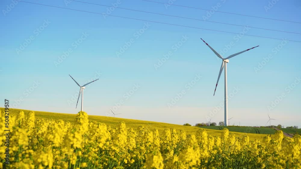Sprouts of blooming rapeseed field on background of rotating blades of windmill turbine for generation green energy. Concept of electricity saving and alternative power source Sprouts of blooming rapeseed field on background of rotating blades of windmill turbine for generation green energy. Concept of electricity saving and alternative power source