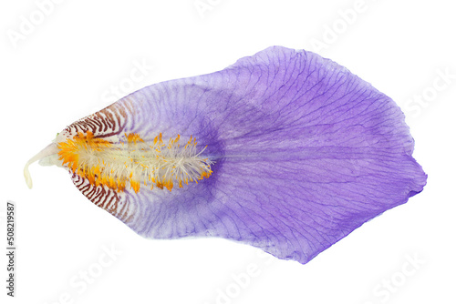 Blue iris flower on white