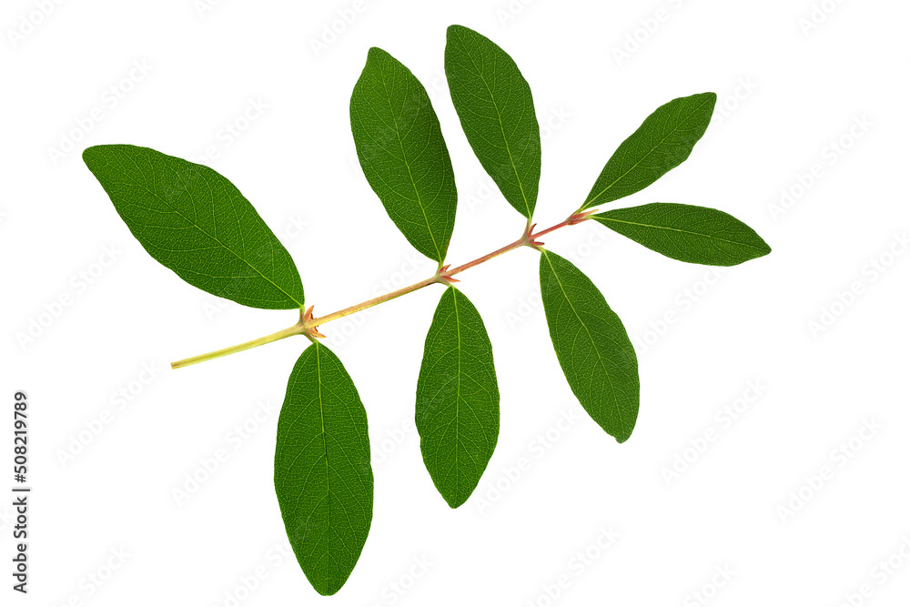 Honeysuckle berry leaf closeup Honeysuckle berry leaf closeup