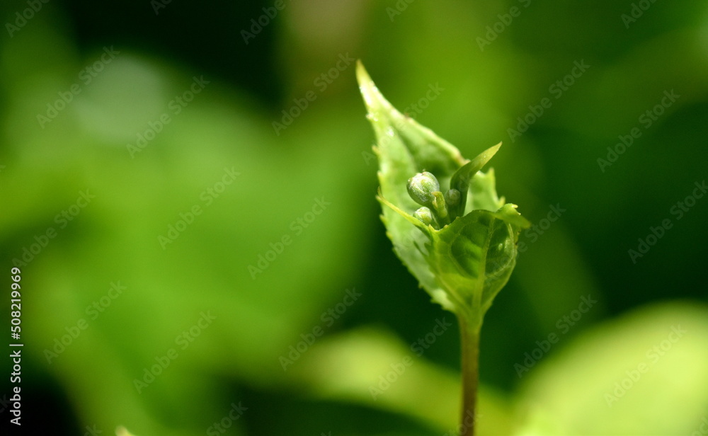 Junger Trieb einer Rispenhortensie Junger Trieb einer Rispenhortensie