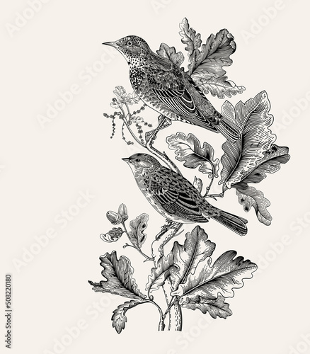 There are two birds in oak branches. Vector vintage classic composition. Black and white