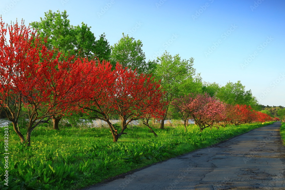 Naklejka premium 岩手県北上市 満開の梅の花と菜の花